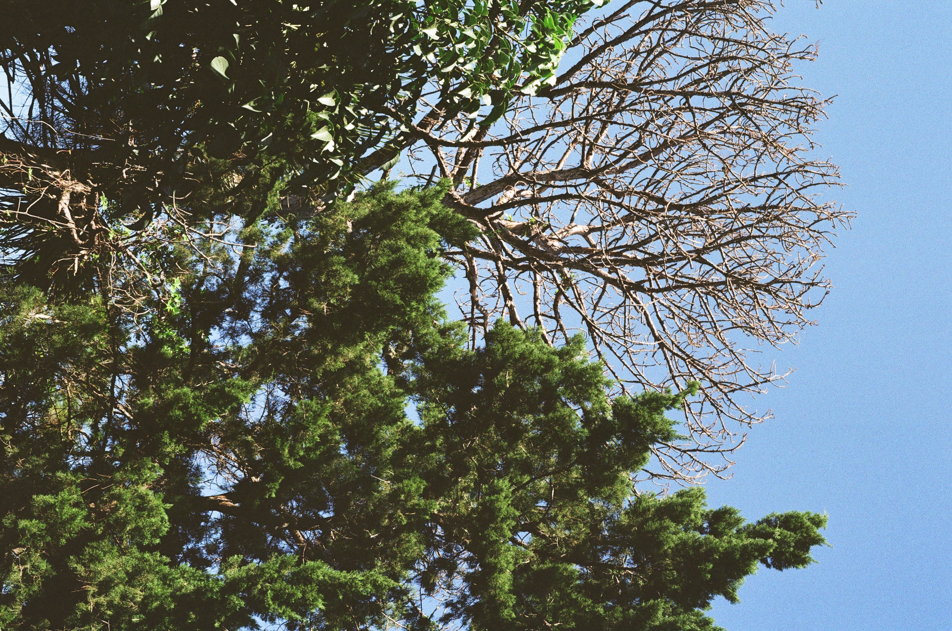 Trees alive and dead against a void of blue.